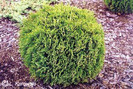 thuja_occidentalis_globosa_compacta