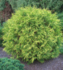 thuja_occidentalis_golden_globe1