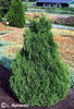 thuja_occidentalis_holmstrup