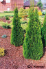 thuja_occidentalis_smaragd
