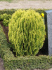 thuja_orientalis_aurea_nana