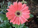 Red gerbera (2011, September 08)