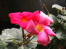 Picture 009
