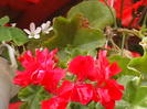 Picture 010