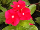 Picture 012