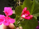 Picture 018