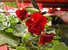 Picture 019