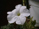 Picture 020