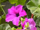 Picture 021