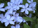 plumbago albastru