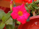 dipladenia rosie