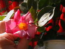 dipladenia roz
