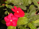 vinca