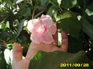 Picture 005