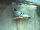 DSCN2981