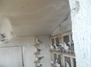 DSCN2982