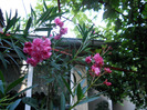 LEANDRU ROZ