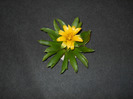 GUZMANIA GALBENA