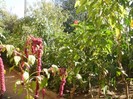 P9300065