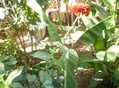 P9300095