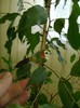 Ficus Benjamin 30sept2011