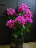 bougainvillea ciclam simplu 30sept2011