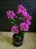 bougainvillea ciclam simplu 30sept2011