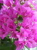 bougainvillea ciclam simplu 30sept2011