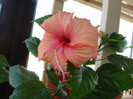 hibi pink shower sport