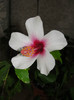 hibi fijian white