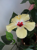hibi lutea