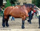gazel
