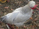 24318033_BZULPTOUC[1]