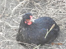 24318034_SYEBLELOS[1]