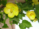 abuti galben probabil buttercup
