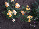 mini rose 1