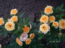 mini rose 2