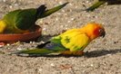 conure_a_1