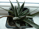 Haworthia sp.