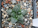 Ariocarpus fissuratus