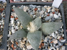 Ariocarpus retusus