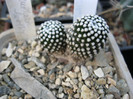 Mammillaria luethyi