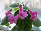 Kohleria Rongo