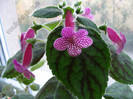 Kohleria Rongo