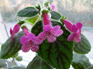 Kohleria Rongo