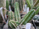 Echinocereus viereckii v.moricali