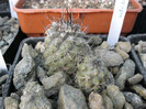 Copiapoa sp.