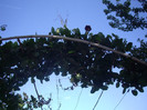 IMGP0700