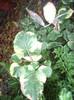 Houttuynia cordata Chamaeleon