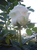 IMGP0712
